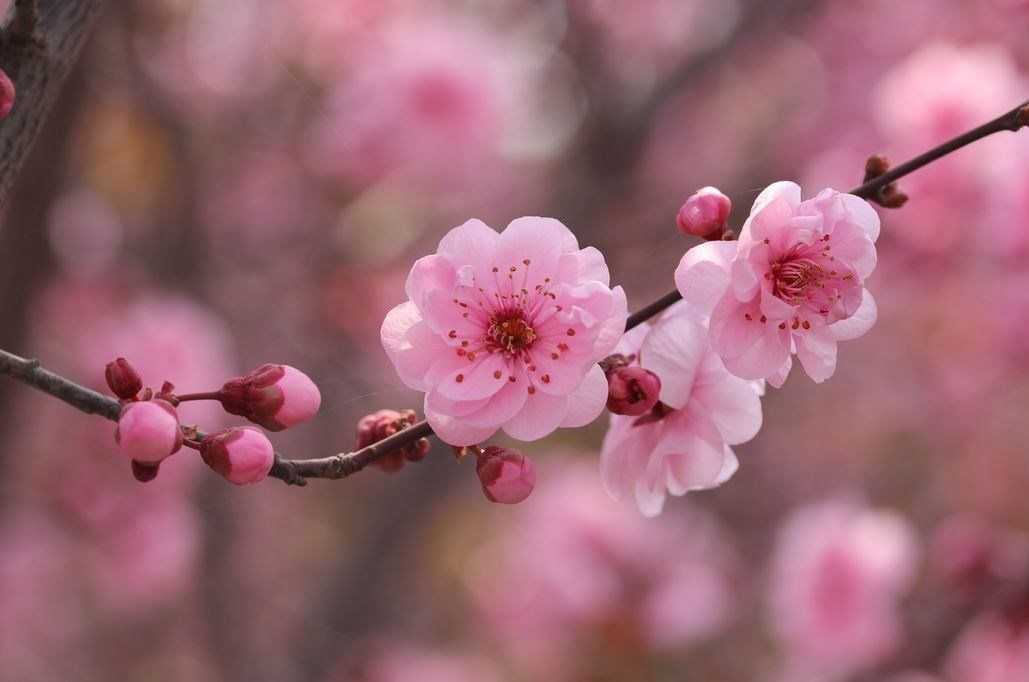 三月已是桃花开～～～
