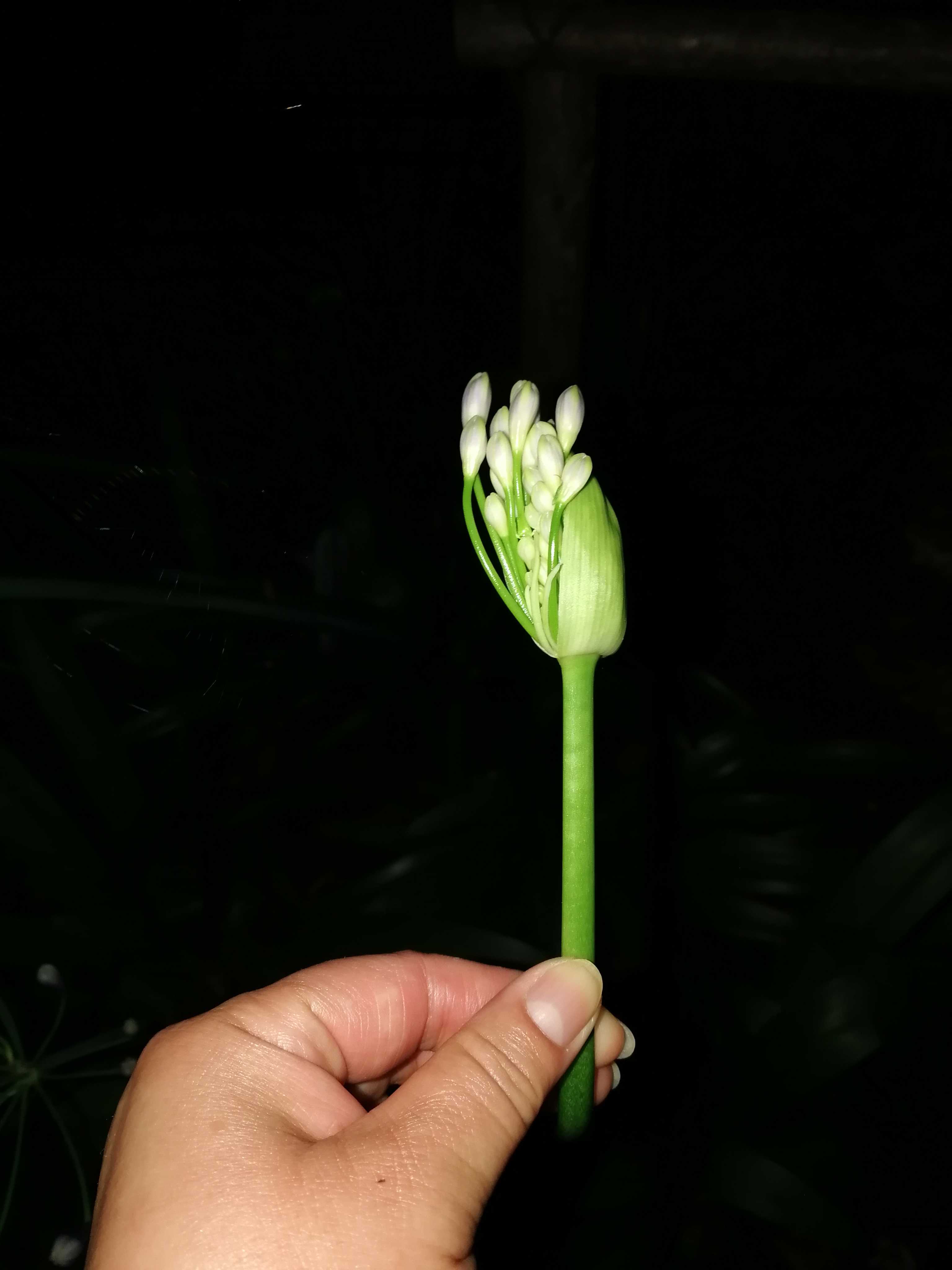 很惊艳，一个小小的球可以开出如此多娇的花朵&#128077;&#128077;